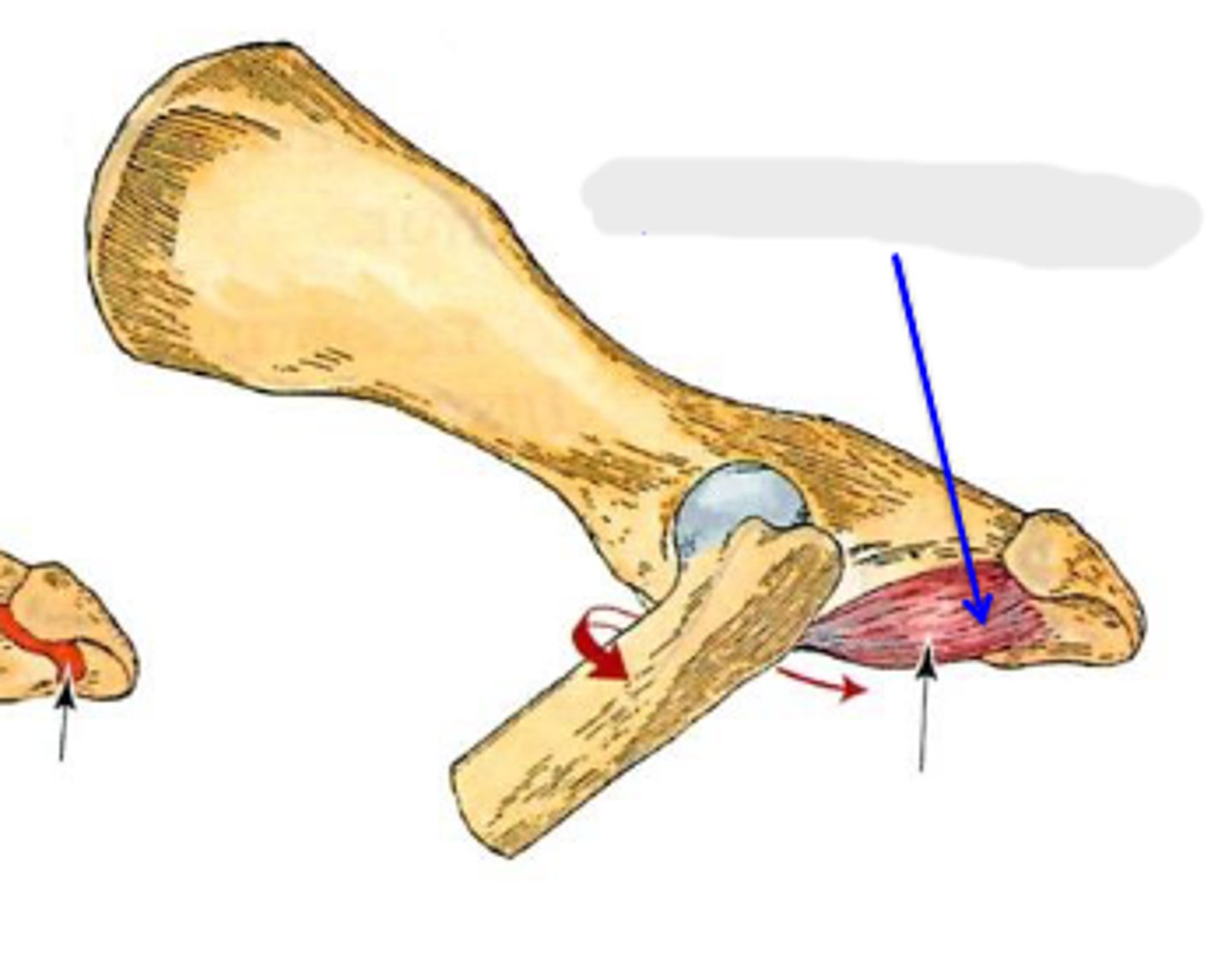 <p>Action of quadratus femoris</p>