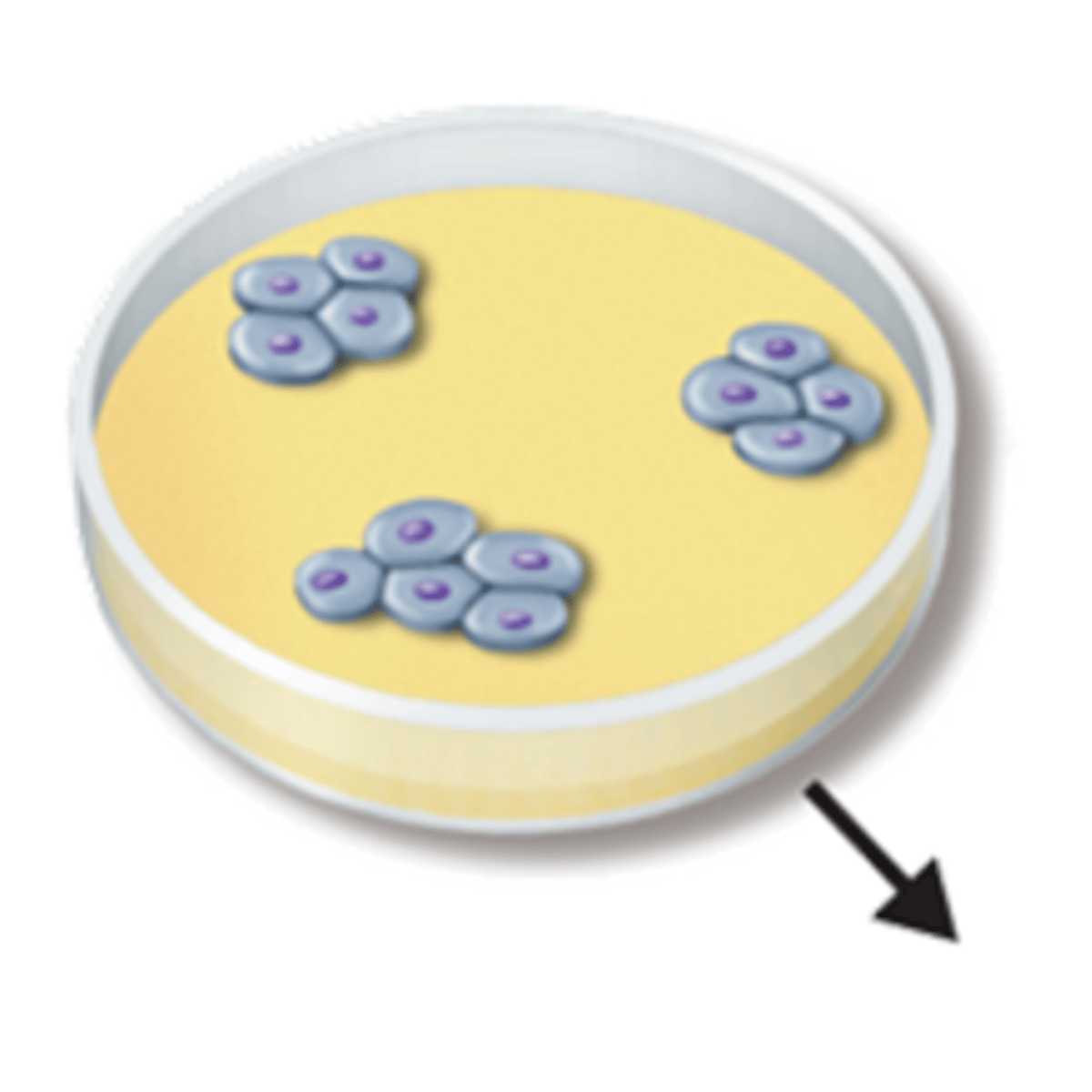 <p>A mechanism that controls cell growth in which cells can only divide when they are anchored to a surface; i.e. inside a culture jar or extracellular matrix of a tissue</p>