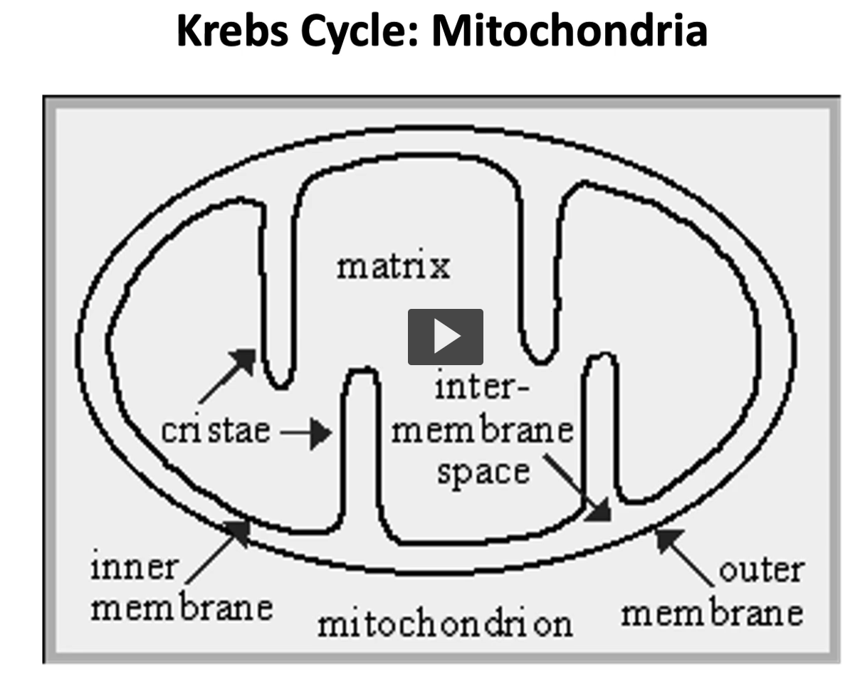 <p>here is an illustration of the mitochondria with its different spaces. </p>