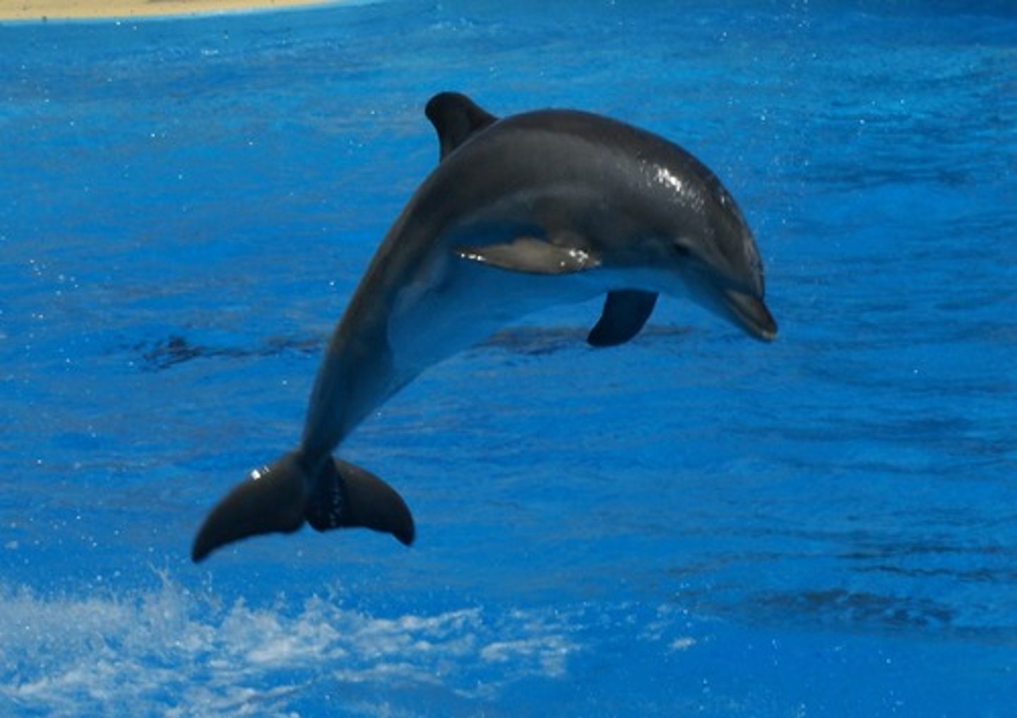 <p>2 groups: Toothed &amp; Baleen; they are the only mammals that spend their entire life in the water; Ex: a whale, dolphin or porpoise</p>