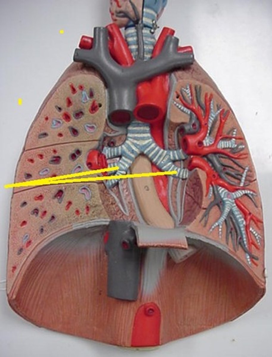 <p>Paired branches of main bronchus: Left one has two, and right lung has three</p>