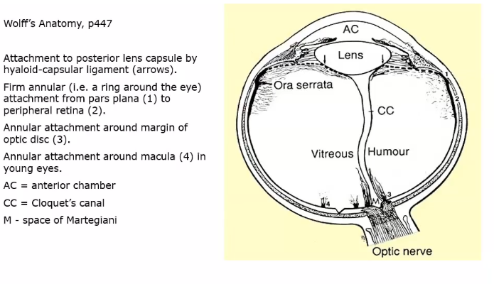 <p>vitrous is attached to the inside surface of eyeball both anteriorly and posteriorly </p><p>attachment of vit at the macula- macula is centre of retina posteriorly </p><p>also attached to optic disc posteriorly </p>