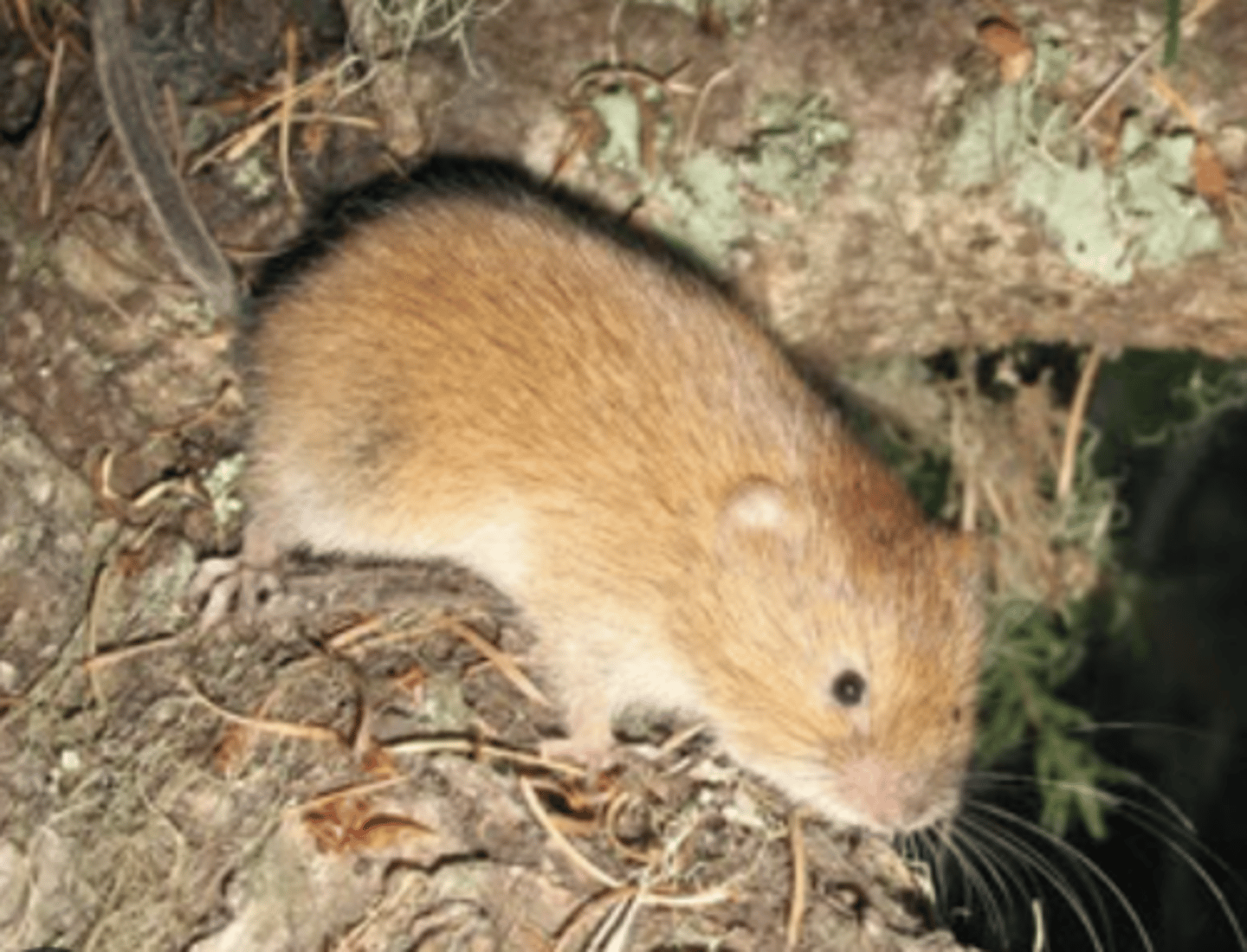 <p>Name, habitat, range</p>