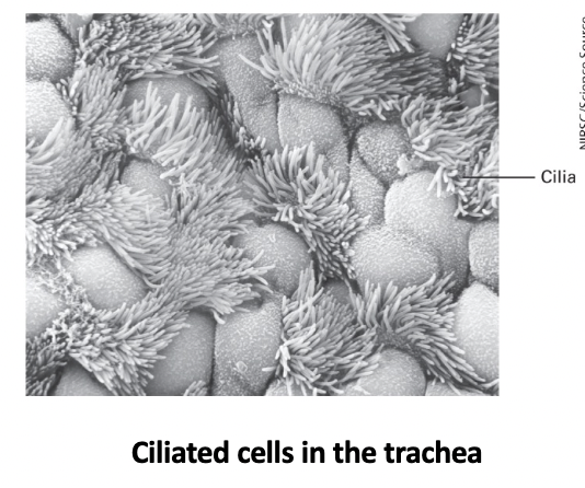 <p>cilia extensions of the PM contain microtubules and motor proteins that enable them to produce patterns of shape changes that move materials across epithelial surfaces or propel cell motility </p><p>an immotile primary cilium plays key roles in cell signaling </p>