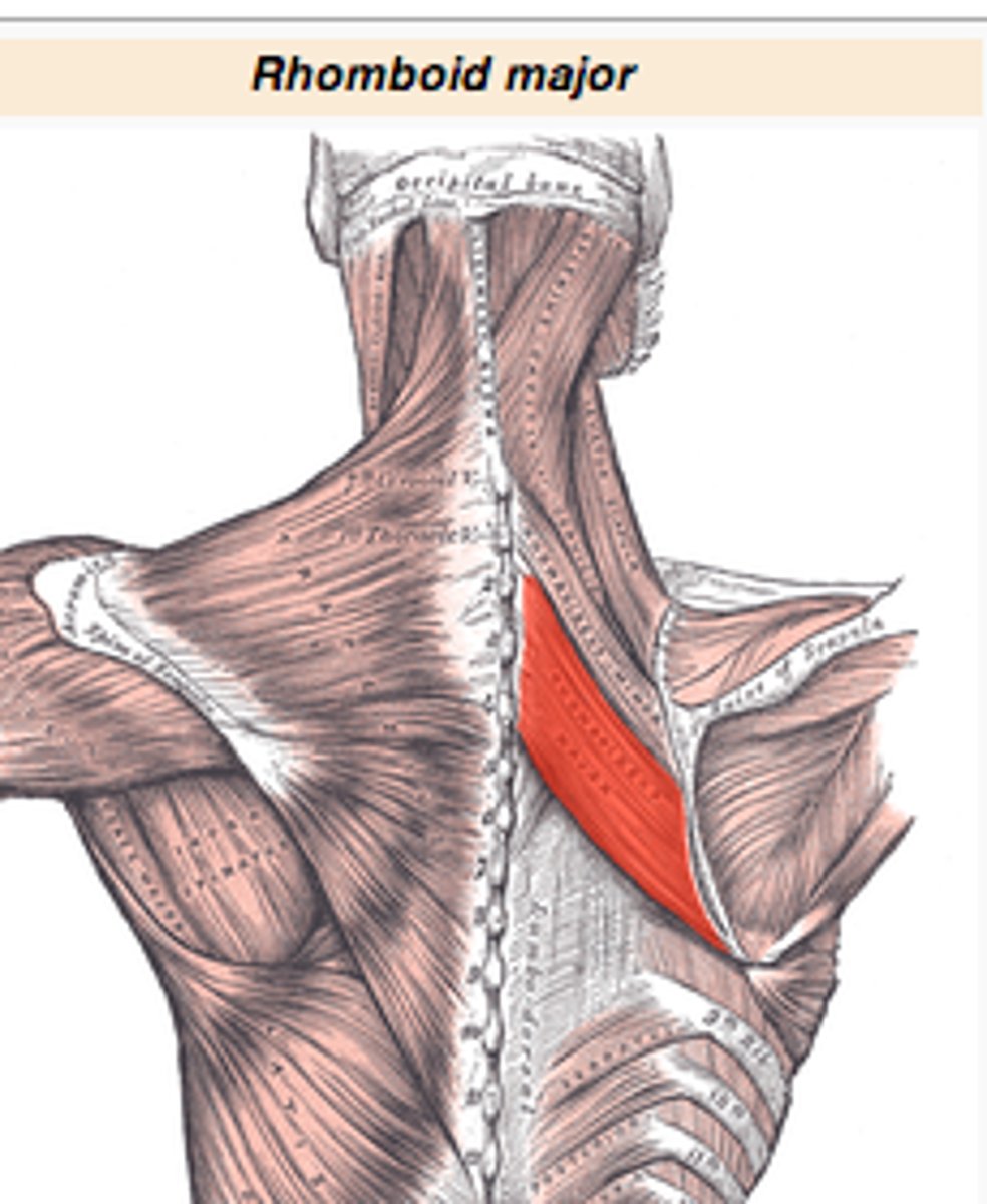 <p>Rhomboideus Major Insertion</p>