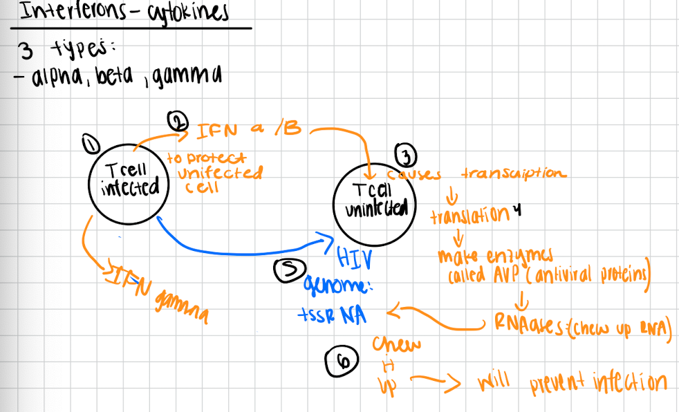 <p>How interferons work </p>