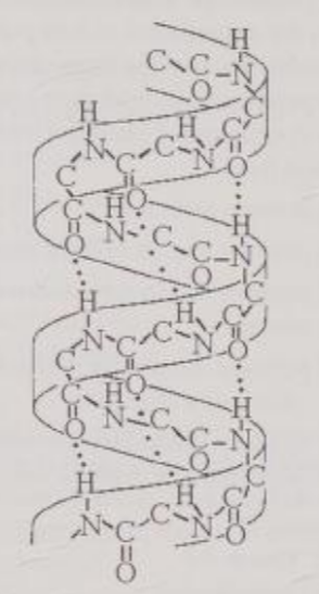 <p>Figure 5.7 shows the</p><p>A) 1-4 linkage of the a glucose monomers of starch.</p><p>B) 1-4 linkage of the B glucose monomers of cellulose.</p><p>C) double helical structure of a DNA molecule.</p><p>D) a helix secondary structure of a polypeptide.</p><p>E) B pleated sheet secondary structure of a polypeptide.</p>