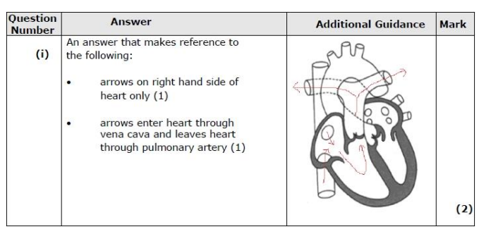 <p>atrial systole</p>