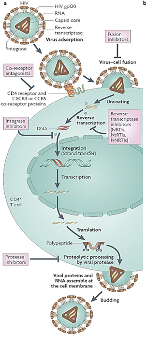 <p>Describe the process of HIV-1 replication and the steps targeted by antiviral drugs.</p>