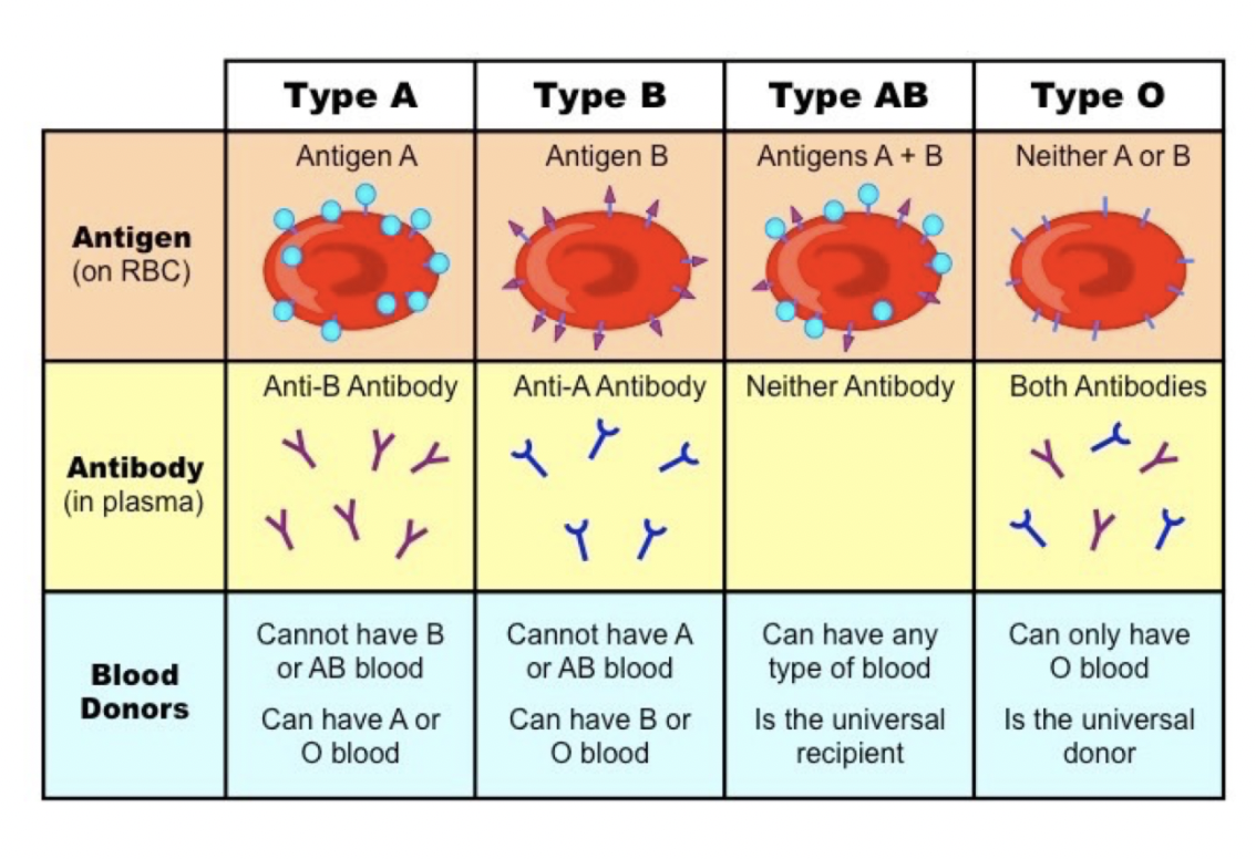 <p>because humans produce antibodies against foreign antigens. </p>