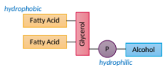 <p>contains a glycerol backbone</p>