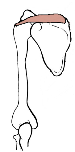 <p>Origin: <span>Supraspinatous Fossa</span></p><p>Insertion: <span>Greater tubercle of the Humerus (highest facet)</span></p><p>Action: <span>abducts the arm (initiates abduction)</span></p>