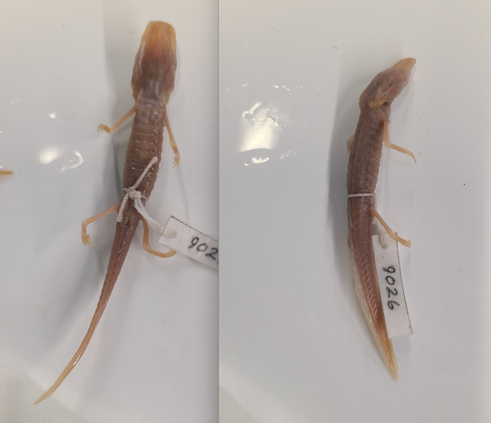 <p>Order and Family of Eurycea rathbuni</p>