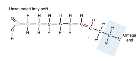 <p>have one or more C-C double bonds</p><p>fewer than maximum # of H atoms possible</p><p>formed by removing H atoms from molecule</p><p>Double bonds create a “kink” or bend in</p><p>shape</p>