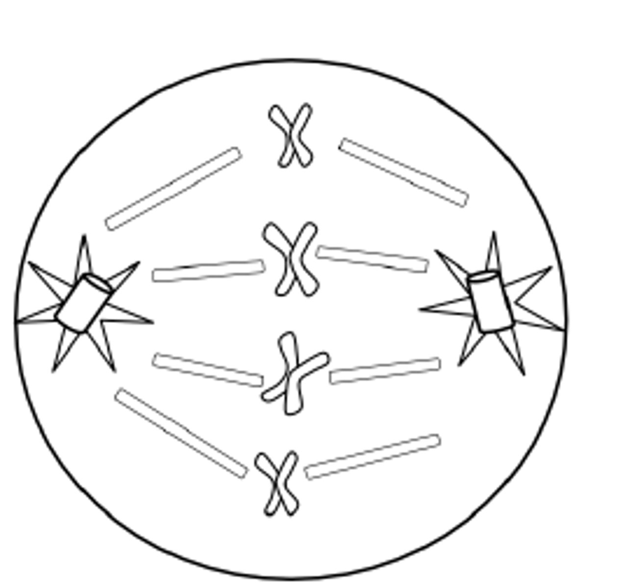 <p>Middle.</p><p>Chromosomes line up single file down middle of cell. Spindles attach to the centrioles of the chromosones</p>