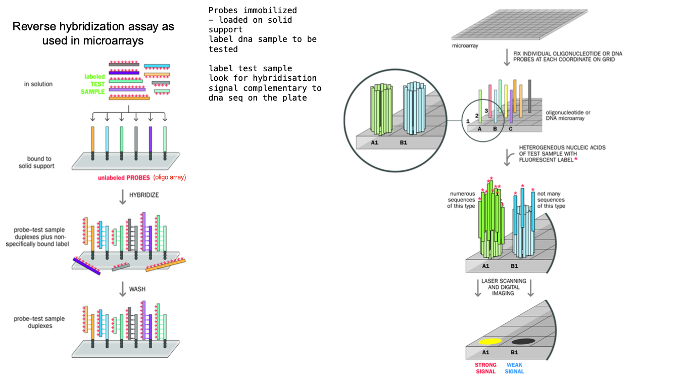 <p><strong>MICRO array</strong></p><p><strong>-grid of Immobilised probes in an array </strong></p><p></p><p>High- throughput technique </p><p><strong>-SOLUTION WITH SINGLE STRANDED DNA SEQUENCES </strong></p><p><strong>IMMOBILISED PROBES ASSAY IN GRID FORMAT </strong></p><p>simultaneous analysis of thousands of sequences </p><p><strong>Hybridising ARRAY of test sample nucleic acids to ARRAY OF MMOBILISED PROBES arranged in a grid </strong></p><p>Each probe is specific to a sequence </p><p></p><p>Aqueous solution containing a Heterogenous collection of LABELLED DNA FRAGMENTS OR RNA TRANSCRIPTS </p><p>Denatures + allowed to hybridize with the probes on the array </p><p>Some probes - will have lots of sequences complementary to the dna sequences in the solution - </p><p></p><p></p><p>-other probes - few complementary sequences in the test sample - WEAK HYBRIDIZATION SAMPLE </p><p></p>