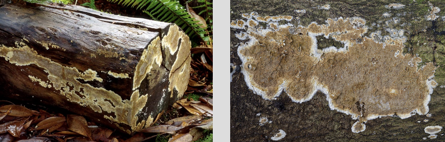 <p>Brown rot! Optimum MC = 50-60%. Common in buildings, often subsurface rot, thin dark hyphae, moderately heat tolerant.</p>