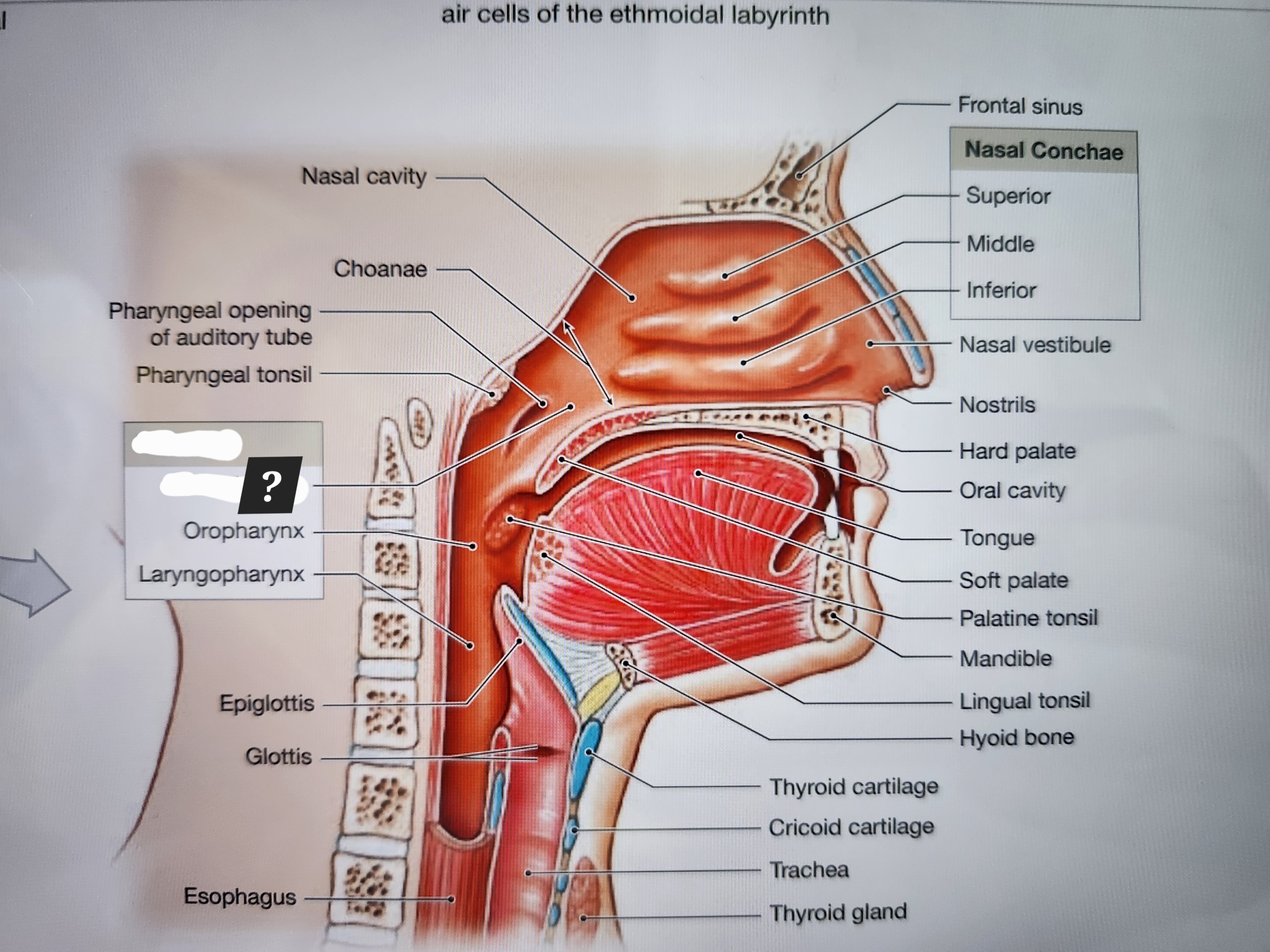 knowt flashcard image