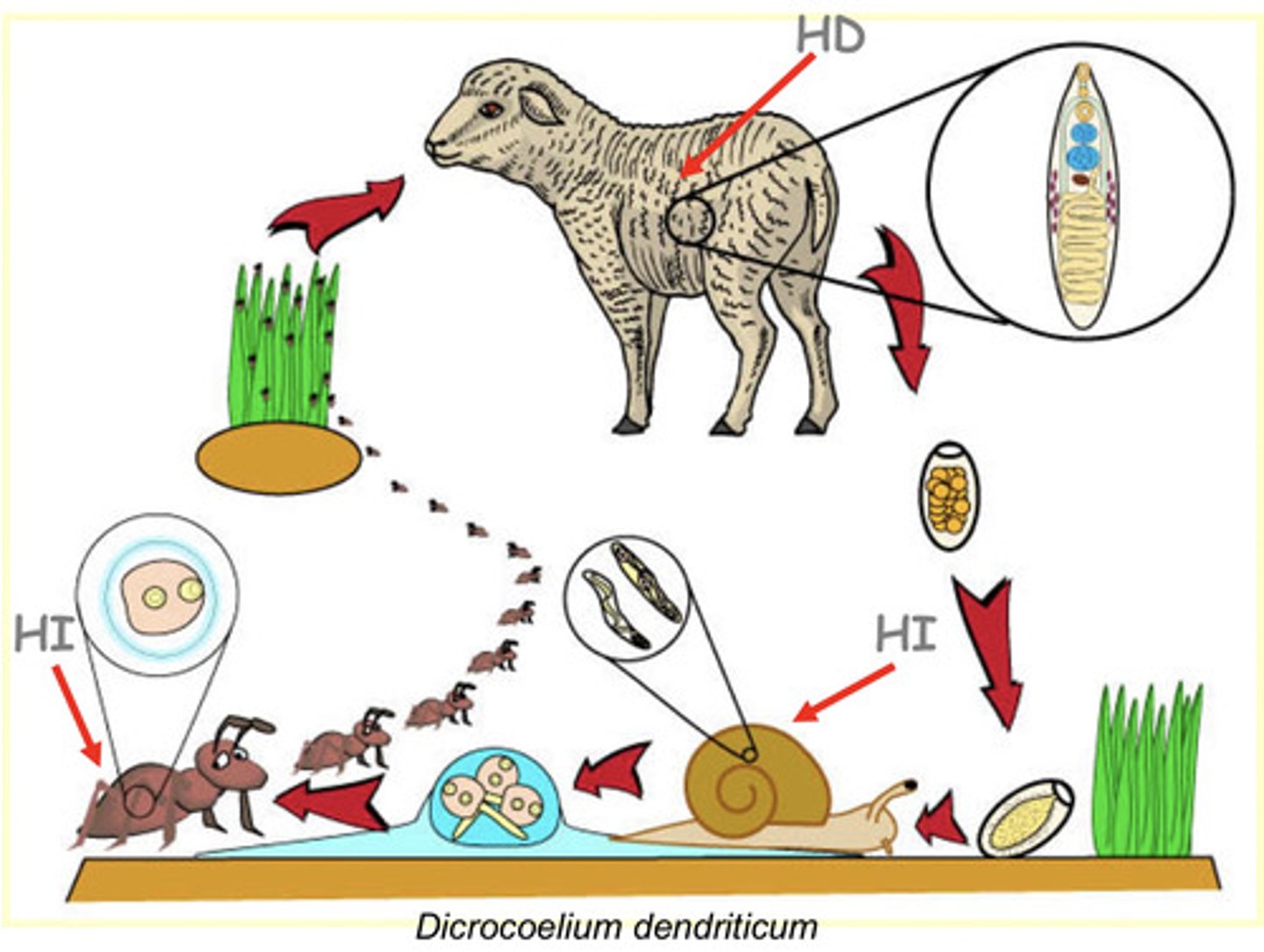 <p>is this parasite, Dicrocoelium dendriticum, diheteroxenic or poliheteroxenic?</p>