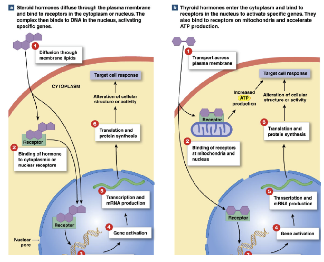 <p><strong>Steroid hormone receptors, thyroid hormone receptors</strong></p><p></p><p><strong>Steroid hormones</strong></p><ul><li><p>diffuse through plasma membrane →</p></li><li><p>bind to intracellular receptors in cytoplasm/nucleus →</p></li><li><p>form transcription factor →</p></li><li><p>moves to nucleus and binds to DNA →</p></li><li><p>activate specific genes → change gene expression of cell</p></li></ul><p></p><p><strong>Thyroid hormones</strong></p><ul><li><p>transported across plasma membrane into cytoplasm →</p></li><li><p>binds to intracellular receptor in nucleus → act as transcription factor</p></li><li><p>also bind to intracellular receptors on mitochondria → influence ATP production</p></li></ul><p></p>