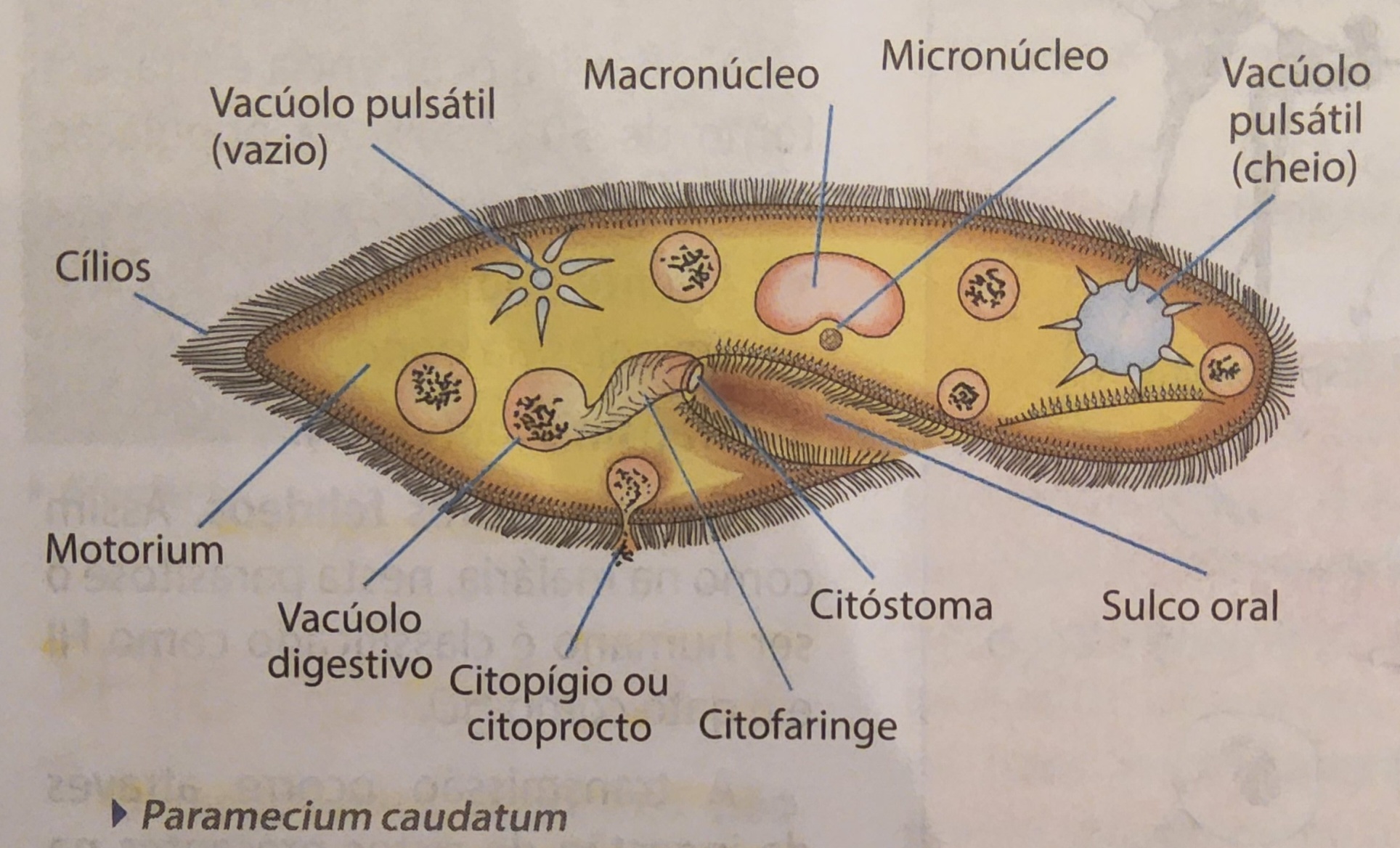 <ul><li><p>cílios servem para locomoção e captura de alimento</p></li><li><p>coordenação ciliar feita pela organela motorium</p></li><li><p>alimento ingerido pelo sulco oral</p></li><li><p>reprodução;</p><ul><li><p>assexuada - divisão binária/cissiparidade, o macro e o micronúcleo dividem-se, formando um sulco transversal, separando a célula no meio</p></li><li><p>sexuada - em condições desfavoráveis, troca de genes (micronúcleos)</p></li></ul></li></ul>