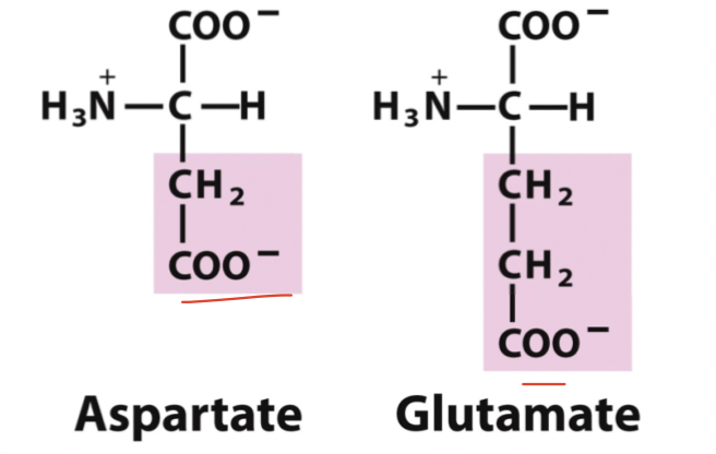 <p>Här finns en karboxylgrupp (COO-) som kan protoniseras eller deprotoniseras:</p><ul><li><p>Aspartat</p></li><li><p>Glutamat</p></li></ul>