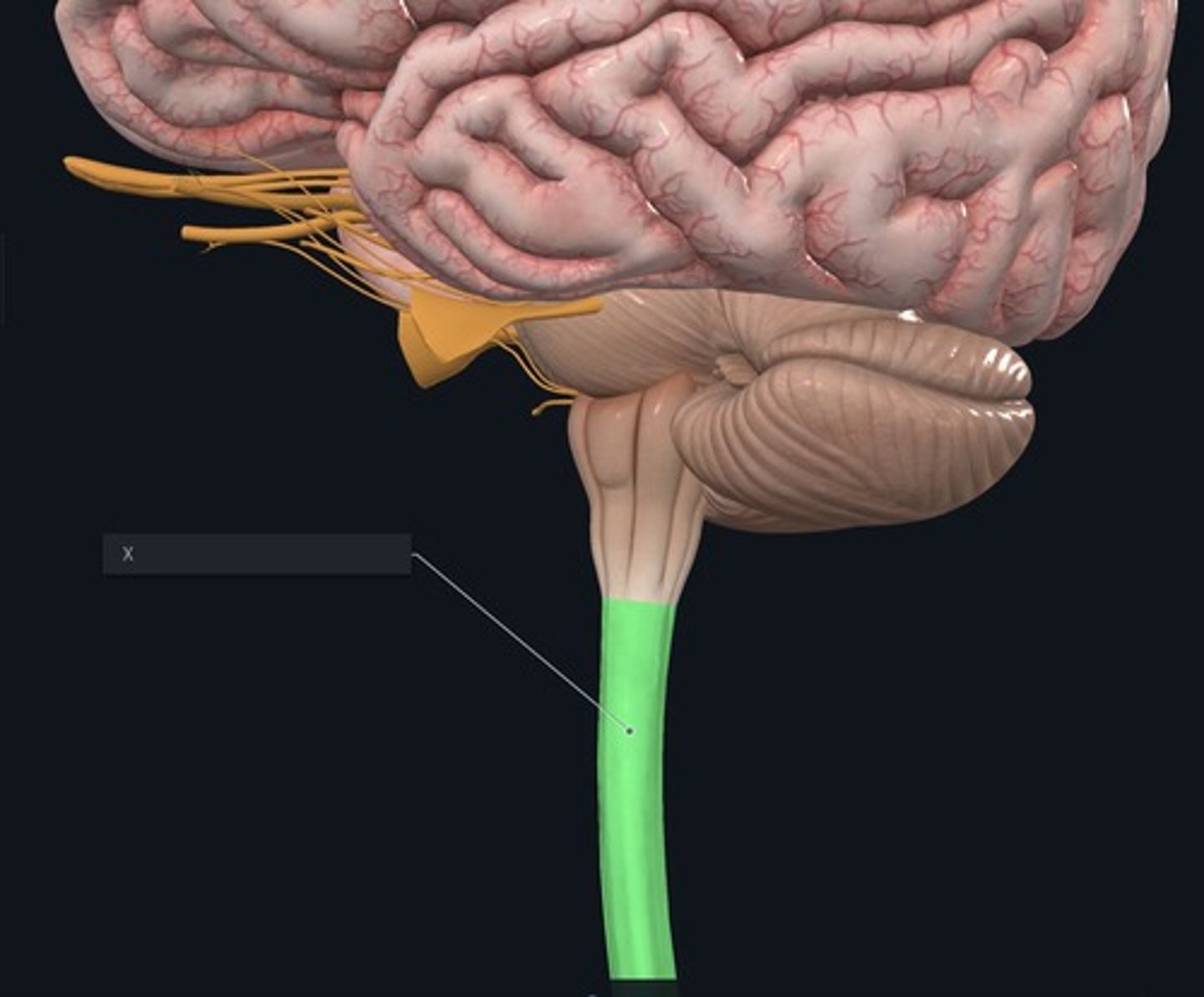 <p>Name the structure indicated by the X and highlighted green.</p>