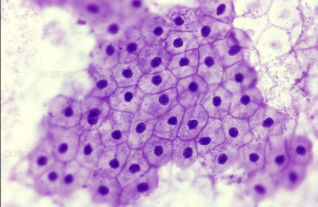 <ul><li><p>have a large surface area to volume ratio</p></li><li><p>help protect organs and the exterior of the organism</p></li></ul><p></p>
