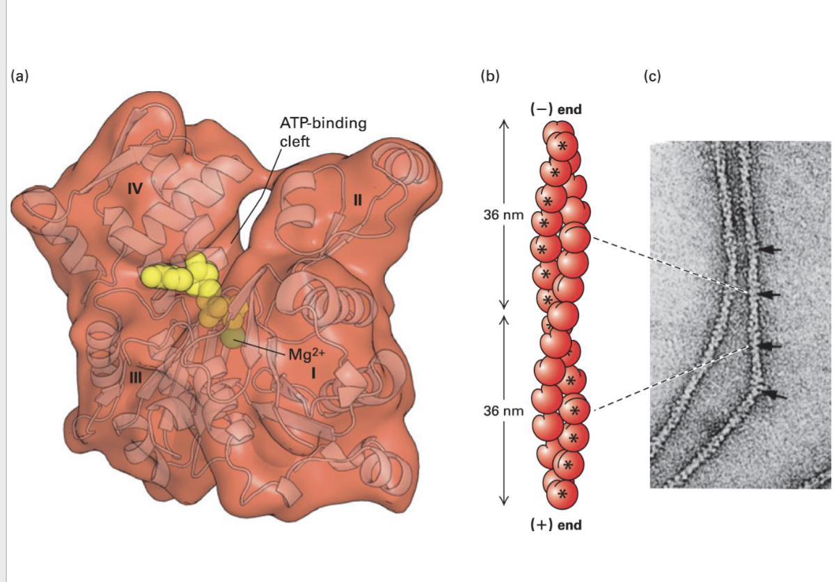 <p>Actin Monomers Structure</p>