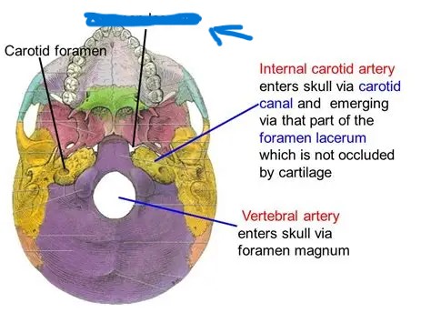 <p>What part of the skull is this?</p>