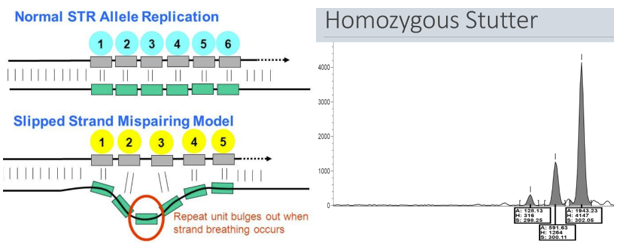 <p><span style="font-family: "Times New Roman", serif; line-height: 107%;"><u>Stutter </u>= minor products that are 1-4 repeat units shorter are often produced during PCR amplification of short STRs</span></p><p class="MsoListParagraph"><span style="font-family: Aptos, sans-serif; line-height: 107%;">-</span><span style="font-family: "Times New Roman"; line-height: normal; font-size: 7pt;">          </span><span style="font-family: "Times New Roman", serif; line-height: 107%;">It tends to happen most in the short STRs, such as dinucleotide, trinucleotide, and tetranucleotide repeats</span></p><p class="MsoListParagraph"><span style="font-family: Aptos, sans-serif; line-height: 107%;">-</span><span style="font-family: "Times New Roman"; line-height: normal; font-size: 7pt;">          </span><span style="font-family: "Times New Roman", serif; line-height: 107%;">It's thought that stutter is caused by slippage of polymerase during extension</span></p>