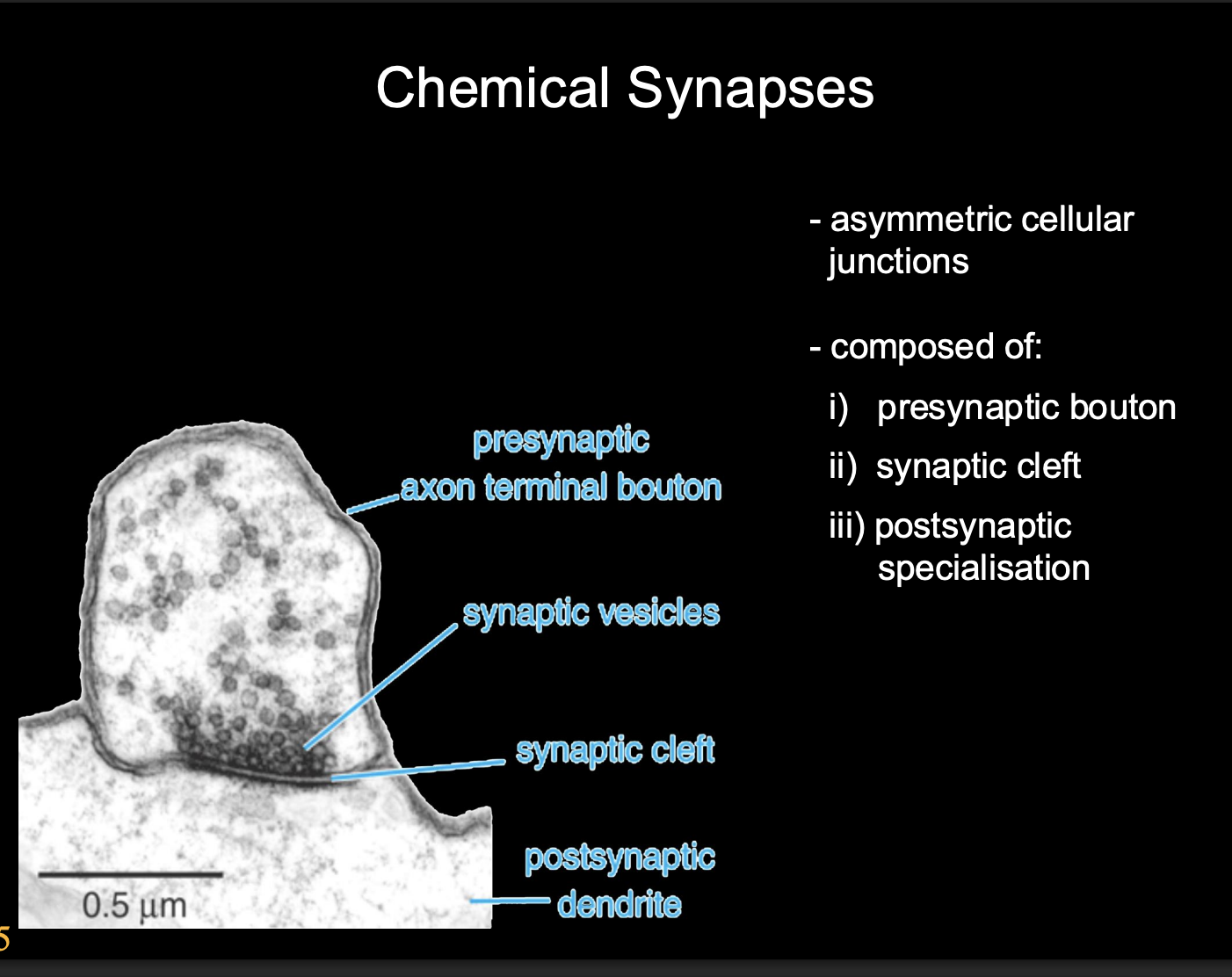 <ul><li><p>Asymmetric cellular junctions</p></li><li><p>Composed of</p><ol><li><p>Presynaptic bouton</p></li><li><p>synaptic cleft</p></li><li><p>Postsynaptic specialisation</p></li></ol></li><li><p>control and define turning how many vesciles are released</p></li><li><p>depends on the sensitivity of the post synaptic neuron</p></li><li><p>relay station</p></li></ul><p></p>