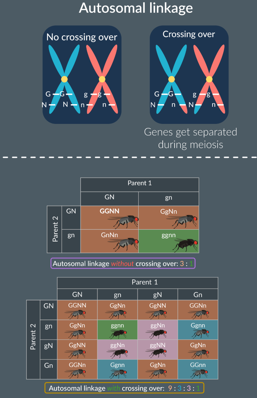 <ul><li><p>An autosome is a chromosomes that is not a sex chromosome, when two or more genes appear on a chromosome this is called an autosomal linkage</p></li><li><p>Autosomal linkage without crossing over, 3:1</p></li><li><p>Autosomal linkage with crossing over, 9:3:3:1</p></li><li><p>Autosomes in homologous pairs always contains the same genes, may contain different alleles.</p></li><li><p>Why is there not 3:1 ratio?</p><ul><li><p>Becuase during meosis crossing over took place, so there is a new combination of gametes resulting in different ratios of phenotypes.</p></li></ul></li></ul><p></p>