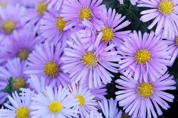 <p>Symphyotrichum navi belgii cv Jenny </p><p>clump-forming, herbaceous perennial with narrow, lance-shaped mid-green to purple foliage and masses of daisy-like flowers in shades of purple, lavender-purple or white with yellow centres, which generally appear in the autumn. Heights can vary between 30cm and 180cm with many cultivars having a good resistance to powdery mildews</p>
