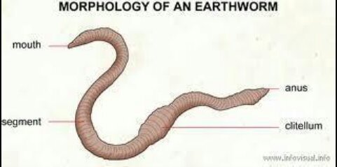 <p>What is the special organ in earthworms that secretes a mucous cocoon?</p>