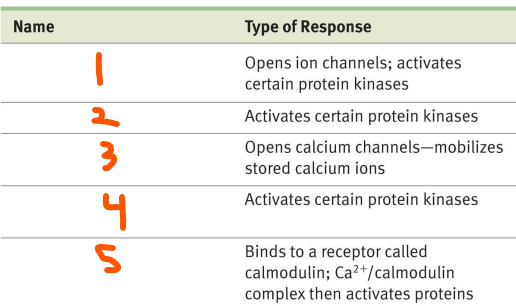 <p>Signal Processing:</p><p>2nd Messengers:</p><ul><li><p>All involved in ___ receptors</p></li></ul><ol><li><p>___ ___ ___ (___) that opens ion channels and activates some protein kinases</p></li><li><p>___ (___) that activates some protein kinases</p></li><li><p>___ ___ (___) that opens Ca2+ channels and mobilizes stored Ca</p></li><li><p>___ ___ ___ (___) that activates some protein kinases</p></li><li><p>___ ___ (___) that binds to calmodulin and the complex then activates some proteins</p></li></ol><p></p>