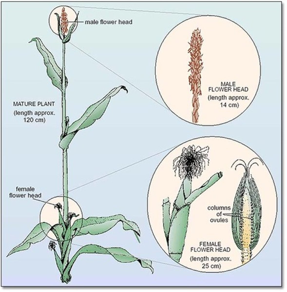 <p>having both the male and female reproductive organs in the same individual</p>