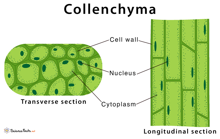 <p>Collenchyma</p>