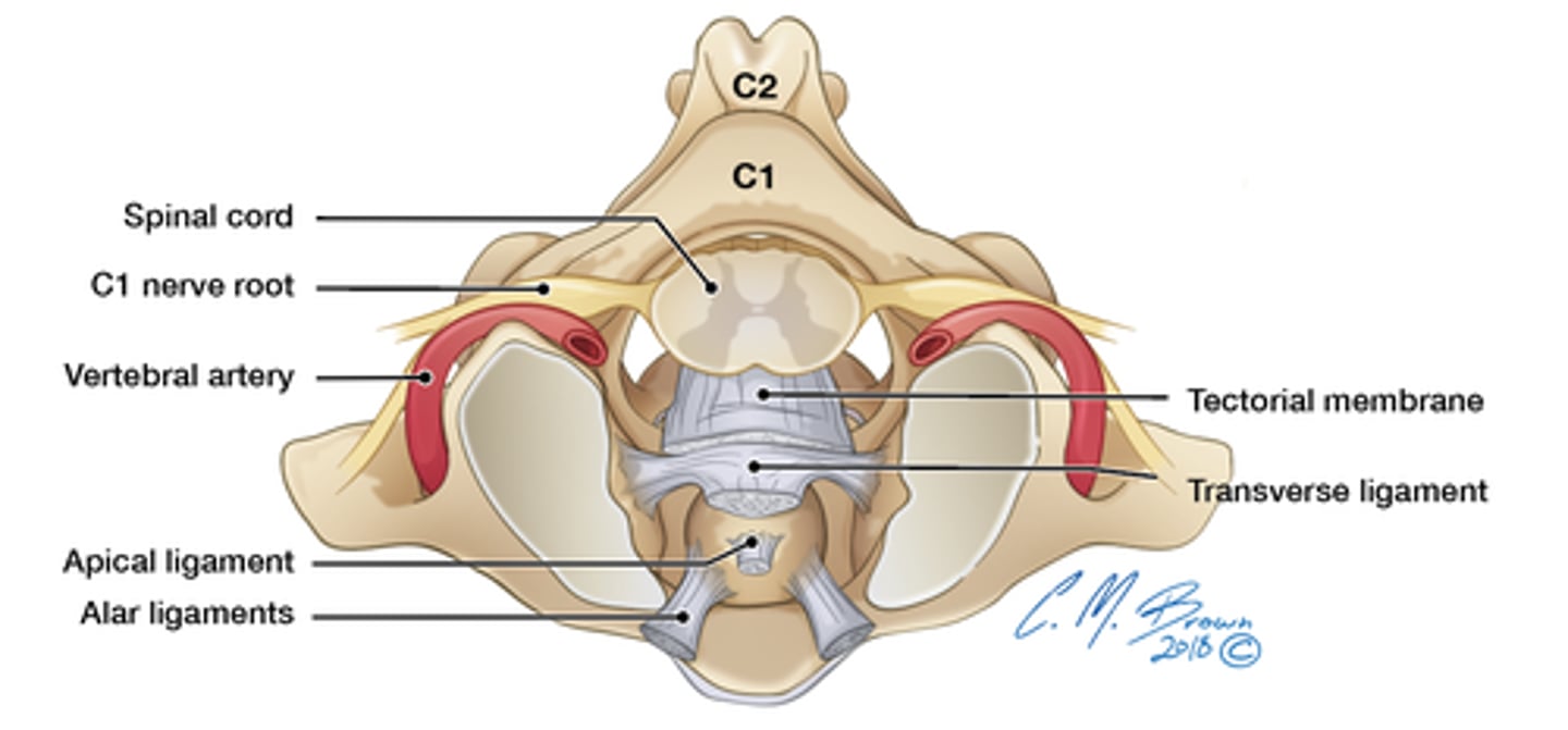 <p>superior continuation of posterior longitudinal ligament, extends from body of atlas to occipital bone</p>