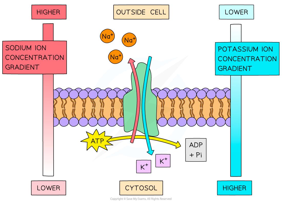 <p>description of energy in active transport diagram</p>