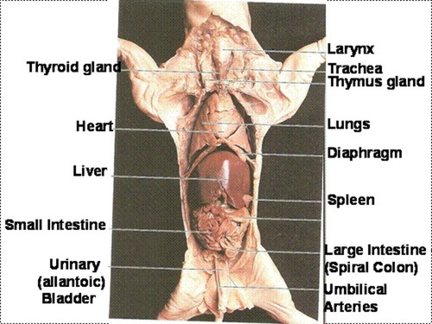 <p>DEFINITION</p><p>detoxifies chemicals and metabolizes drugs. Secretes bile aiding in digestion and makes proteins important for blood clotting</p>