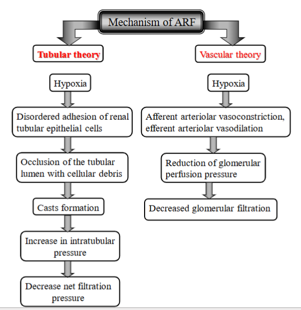 <p><strong>tubular theory (clogged tubules inside kidney)</strong></p><ol><li><p>Hypoxia (damage to tubules can be by toxins, lack of O2, inflammation)</p></li><li><p>tubular cells will act abnormal → some die, detach from the tubule walls, other may change/become sticky</p></li><li><p>detached cells, proteins + debris → clump together → blockage within tubules. (casts formation). </p></li><li><p>these “sticky” cells can also contribute to the clogging by trapping debris → stops blood flow in the tubules</p></li><li><p>Kidney tubes gets too thick, clogged → cannot filter blood properly (net filtration pressure reduced).</p></li></ol><p><strong>vascular theory (traffic jam in BV leading to the kidney)</strong></p><ol><li><p>Hypoxia → afferent arteriolar vasoconstriction + efferent arteriolar vasodilation. (BW gets too narrow, blood cannot flow properly to kidneys)</p></li><li><p>Glomerular perfusion pressure reduced</p></li><li><p>glomerular filtration reduced</p></li></ol><p></p>
