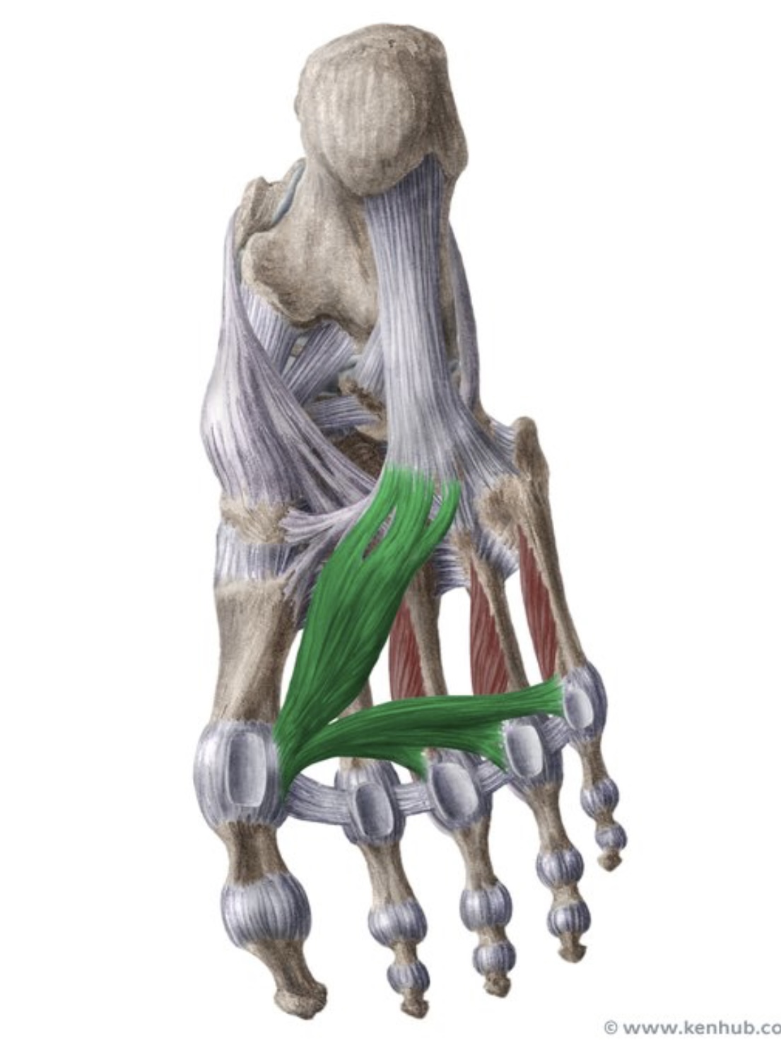 knowt flashcard image