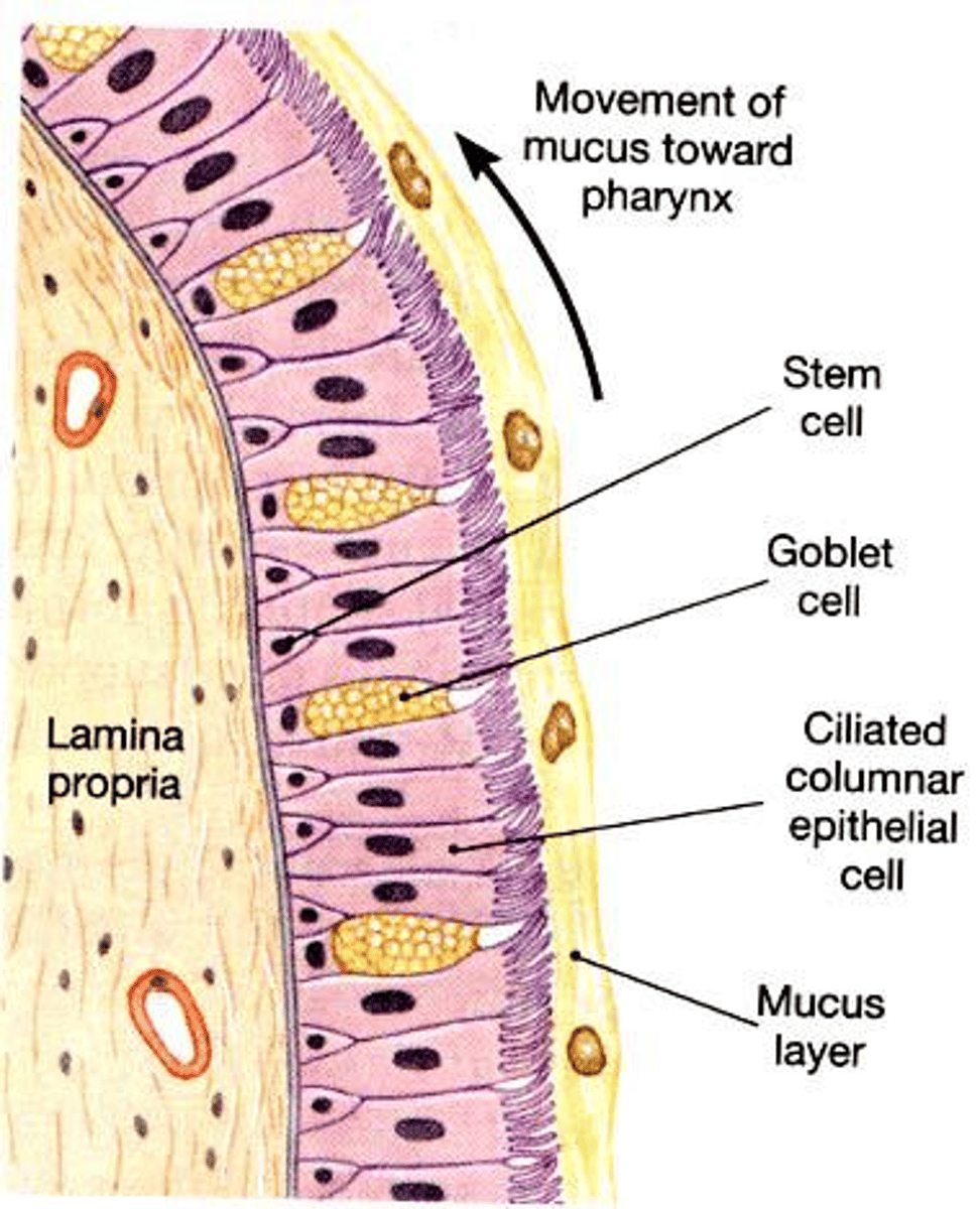 <p>They ingest debris in alveoli and transport it out via ciliary action.</p>