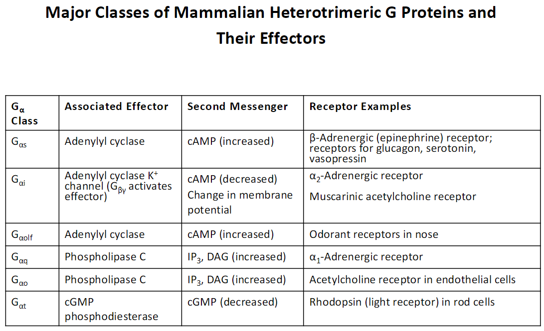 <p><strong>Gαs</strong><br> Effector: <strong>Adenylyl cyclase</strong><br> Second Messenger: <strong>cAMP (increased)</strong><br> Receptor Examples: β-Adrenergic (epinephrine) receptor, glucagon, serotonin, vasopressin receptors</p><p><strong>Gαi</strong><br> Effector: <strong>Adenylyl cyclase, K⁺ channels (Gβγ activates effector)</strong><br> Second Messenger: <strong>cAMP (decreased), change in membrane potential</strong><br> Receptor Examples: α2-Adrenergic receptor, muscarinic acetylcholine receptor</p><p><strong>Gαolf</strong><br> Effector: <strong>Adenylyl cyclase</strong><br> Second Messenger: <strong>cAMP (increased)</strong><br> Receptor Examples: Odorant receptors in the nose</p><p><strong>Gαq</strong><br> Effector: <strong>Phospholipase C</strong><br> Second Messenger: <strong>IP₃, DAG (increased)</strong><br> Receptor Examples: α1-Adrenergic receptor</p><p><strong>Gαo</strong><br> Effector: <strong>Phospholipase C</strong><br> Second Messenger: <strong>IP₃, DAG (increased)</strong><br> Receptor Examples: Acetylcholine receptor in endothelial cells</p><p><strong>Gαt</strong><br> Effector: <strong>cGMP phosphodiesterase</strong><br> Second Messenger: <strong>cGMP (decreased)</strong><br> Receptor Examples: Rhodopsin (light receptor) in rod cells</p>