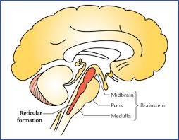 <p>Reticular Formation/Reticular Activating System</p>