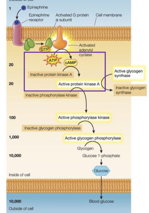 <p>cAMP relays and amplifies the signal coming from Epinephrine by activating Protein Kinase A </p>