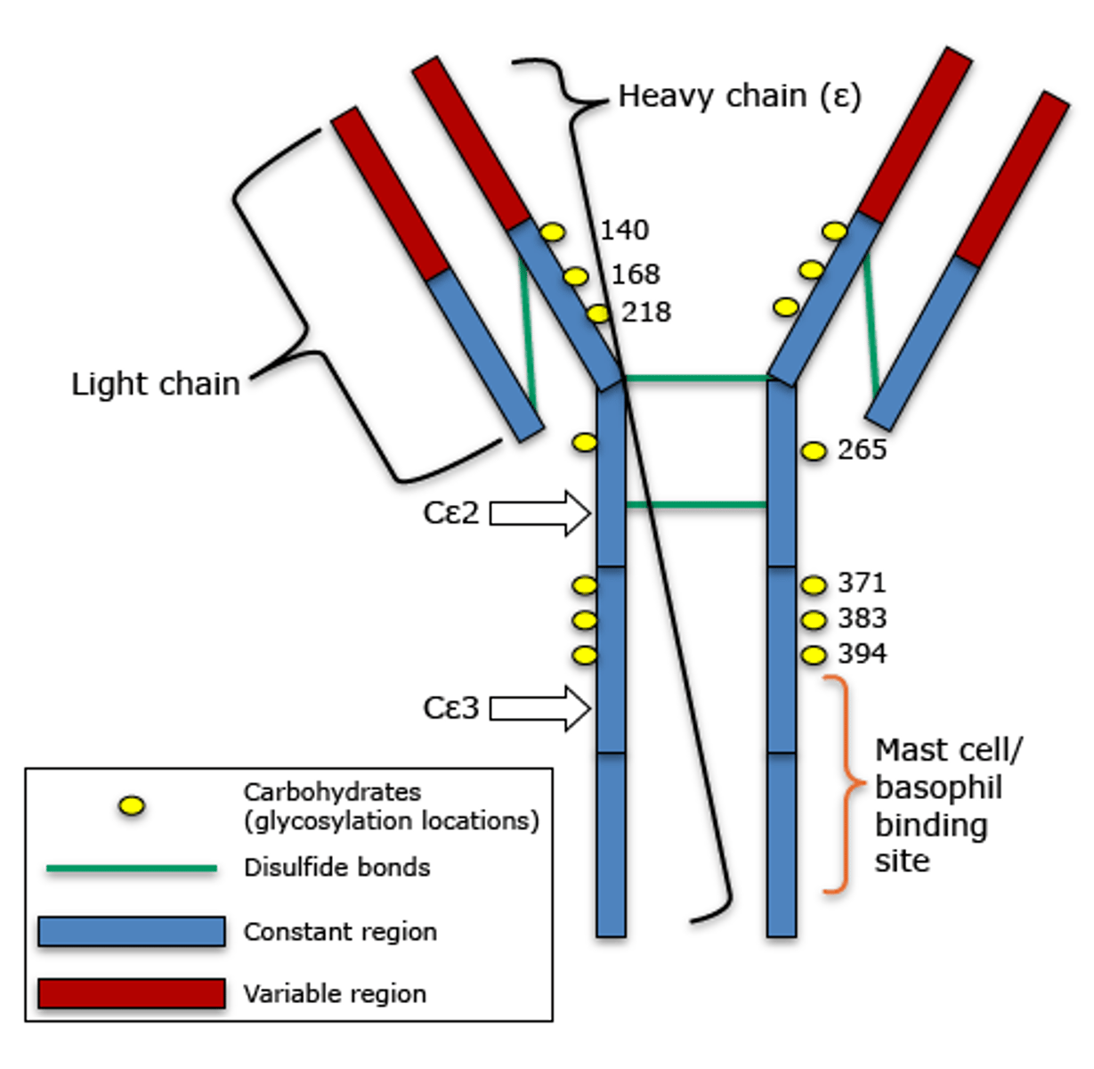 <p>1. A monomer that is secreted by the epithelial plasma cells and almost never found in the blood.</p><p>2. They bind to mast cells and basophils when activated by an antigen and it causes those cells to release hitamine and other chemicals that mediate inflammation and allergic reactions.</p>