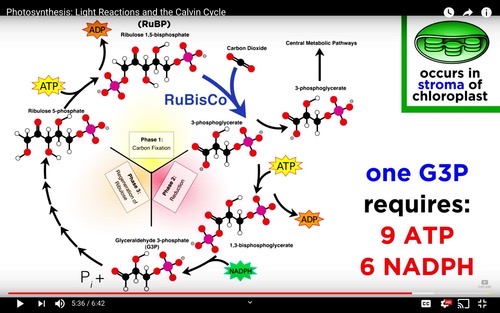 <p>The 3-carbon compound (3PG) are converted to a higher-energy state <em>activated</em> by ATP and <em>reduced</em> by NADPH</p>