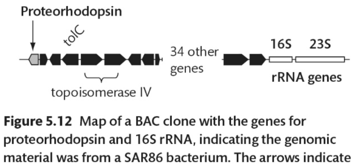 <p>What do the arrows in this figure indicate?</p>